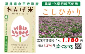 福井県永平寺町産 無農薬米「れんげ米コシヒカリ」入荷しています！