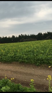 菜の花まつり会場大掃除